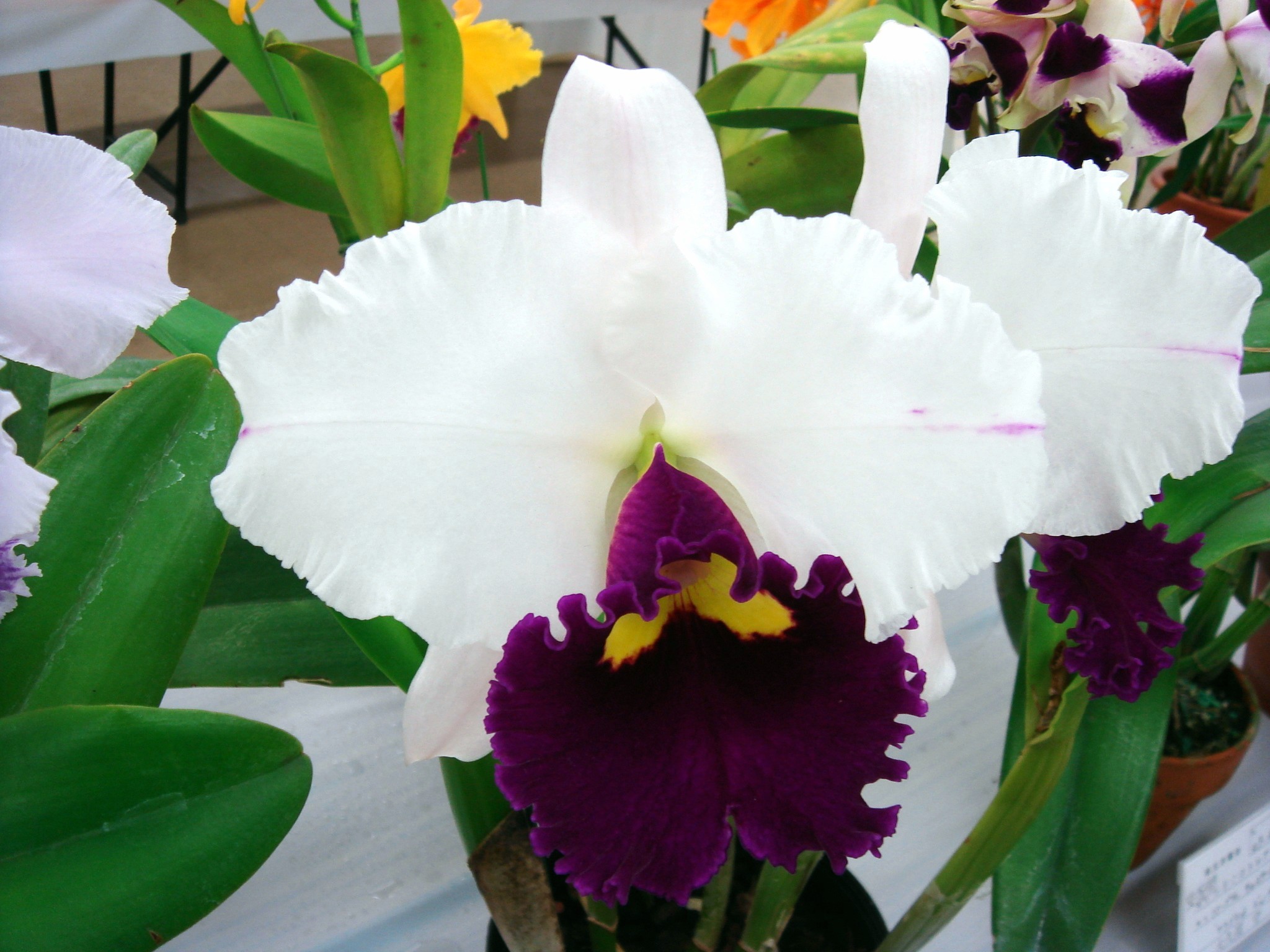 cattleya-starting-point